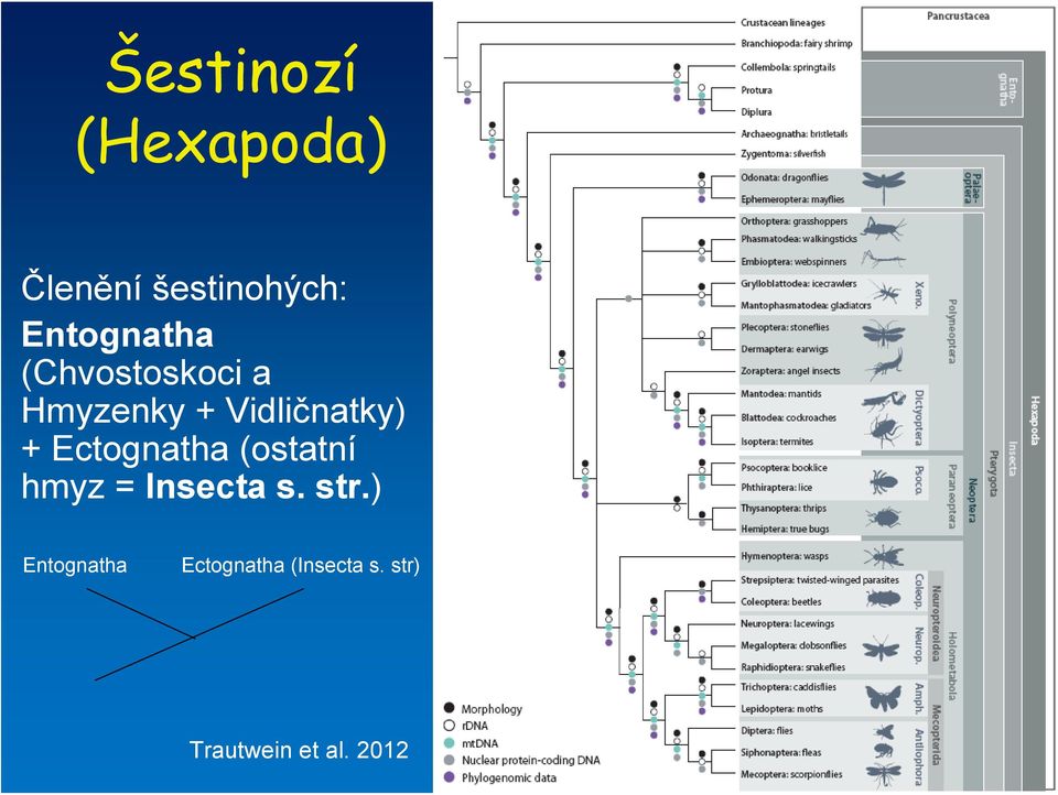 Vidličnatky) + Ectognatha (ostatní hmyz = Insecta