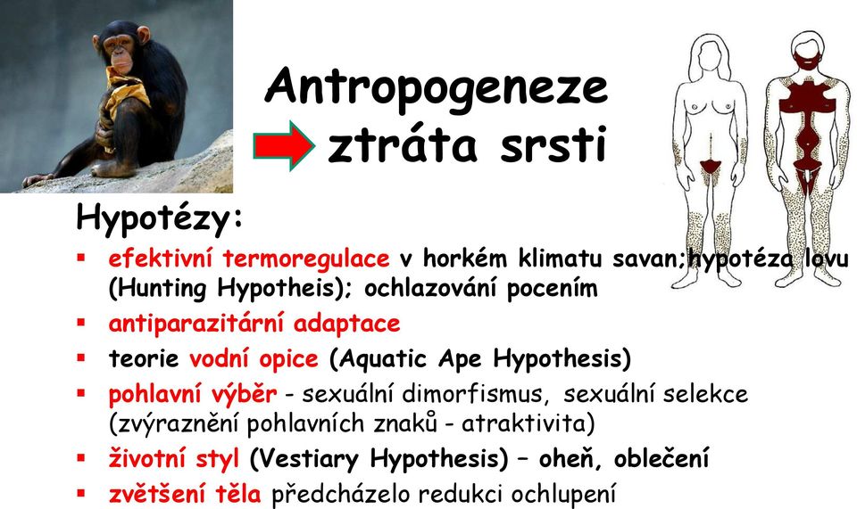 Hypothesis) pohlavní výběr - sexuální dimorfismus, sexuální selekce (zvýraznění pohlavních znaků -