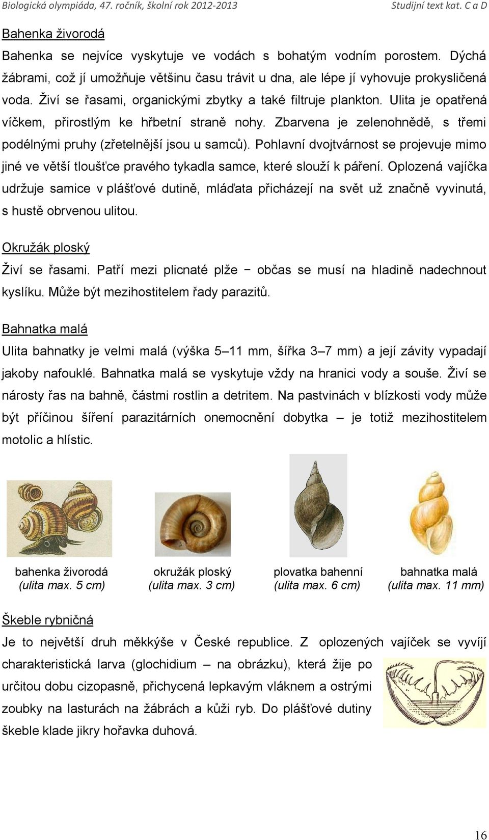 Pohlavní dvojtvárnost se projevuje mimo jiné ve větší tloušťce pravého tykadla samce, které slouží k páření.
