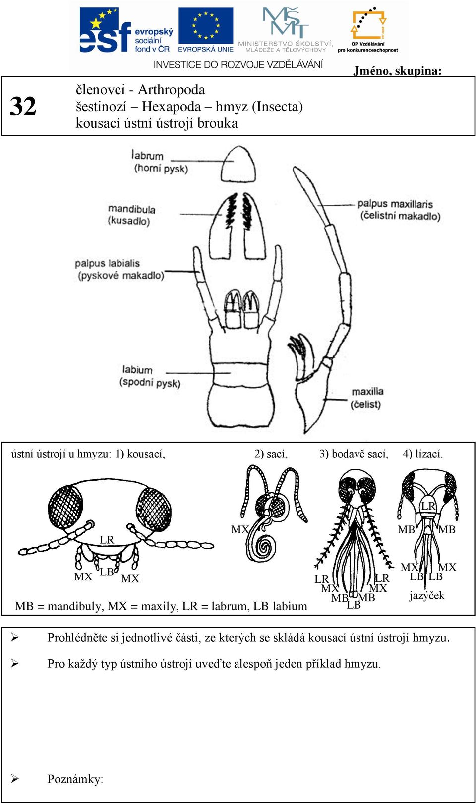 LR LR MX MB MB MX LB MX MB = mandibuly, MX = maxily, LR = labrum, LB labium LR LR MX MX MB MB LB MX