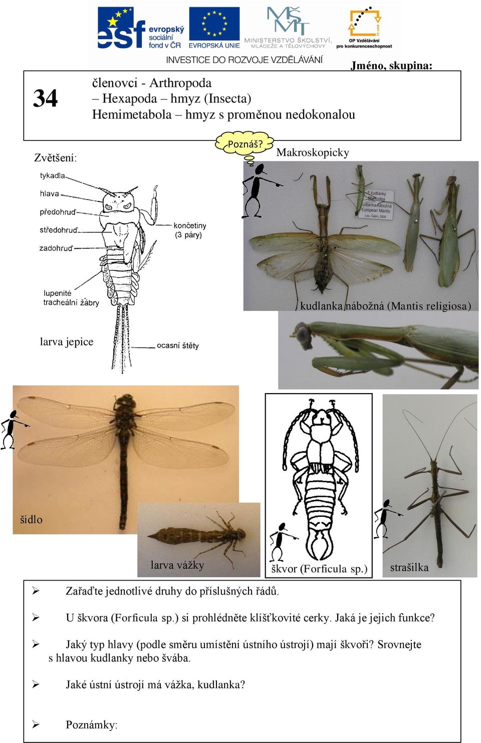 ) strašilka Zařaďte jednotlivé druhy do příslušných řádů. U škvora (Forficula sp.