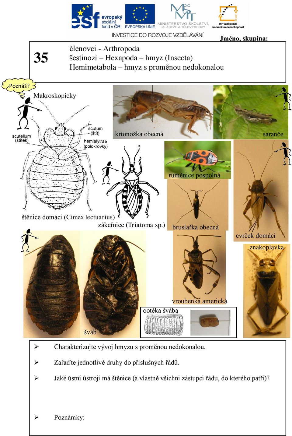 ) bruslařka obecná cvrček domácí znakoplavka vroubenka americká ootéka švába šváb Charakterizujte vývoj hmyzu s