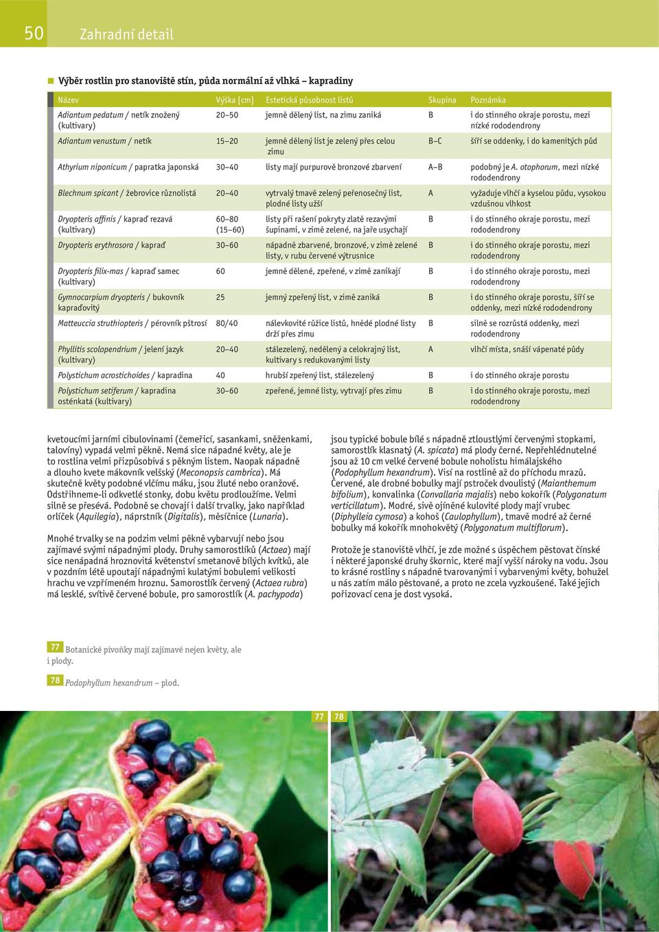 niponicum / papratka japonská 30 40 listy mají purpurově bronzové zbarvení podobný je.