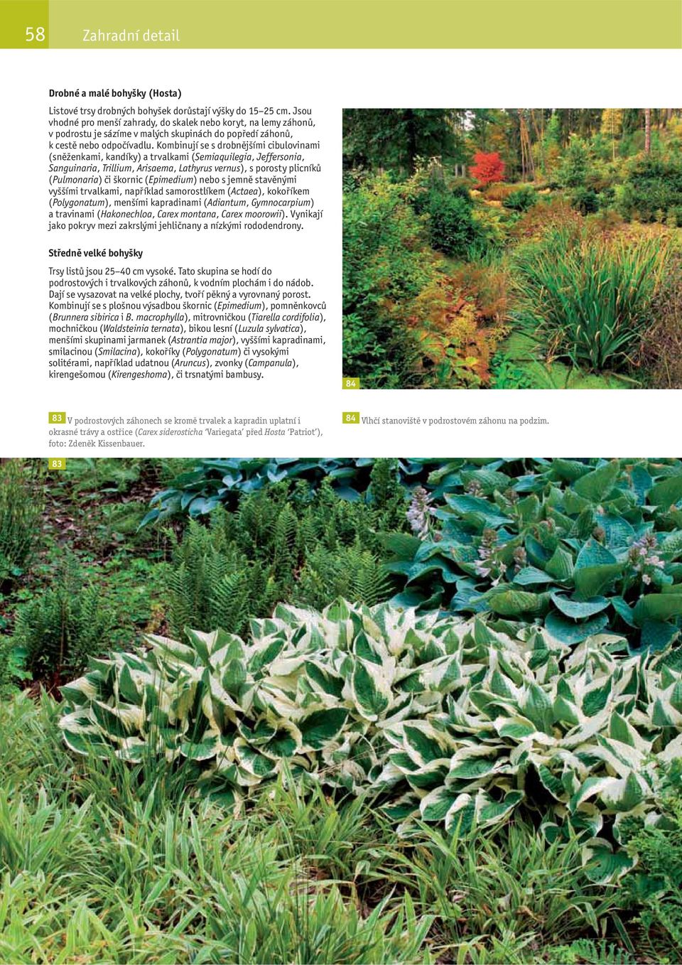 Kombinují se s drobnějšími cibulovinami (sněženkami, kandíky) a trvalkami (Semiaquilegia, Jeffersonia, Sanguinaria, Trillium, risaema, Lathyrus vernus), s porosty plicníků (Pulmonaria) či škornic