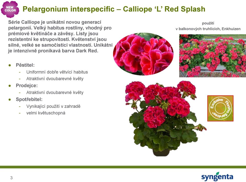 Květenství jsou silné, velké se samočistící vlastností. Unikátní je intenzivně pronikavá barva Dark Red.