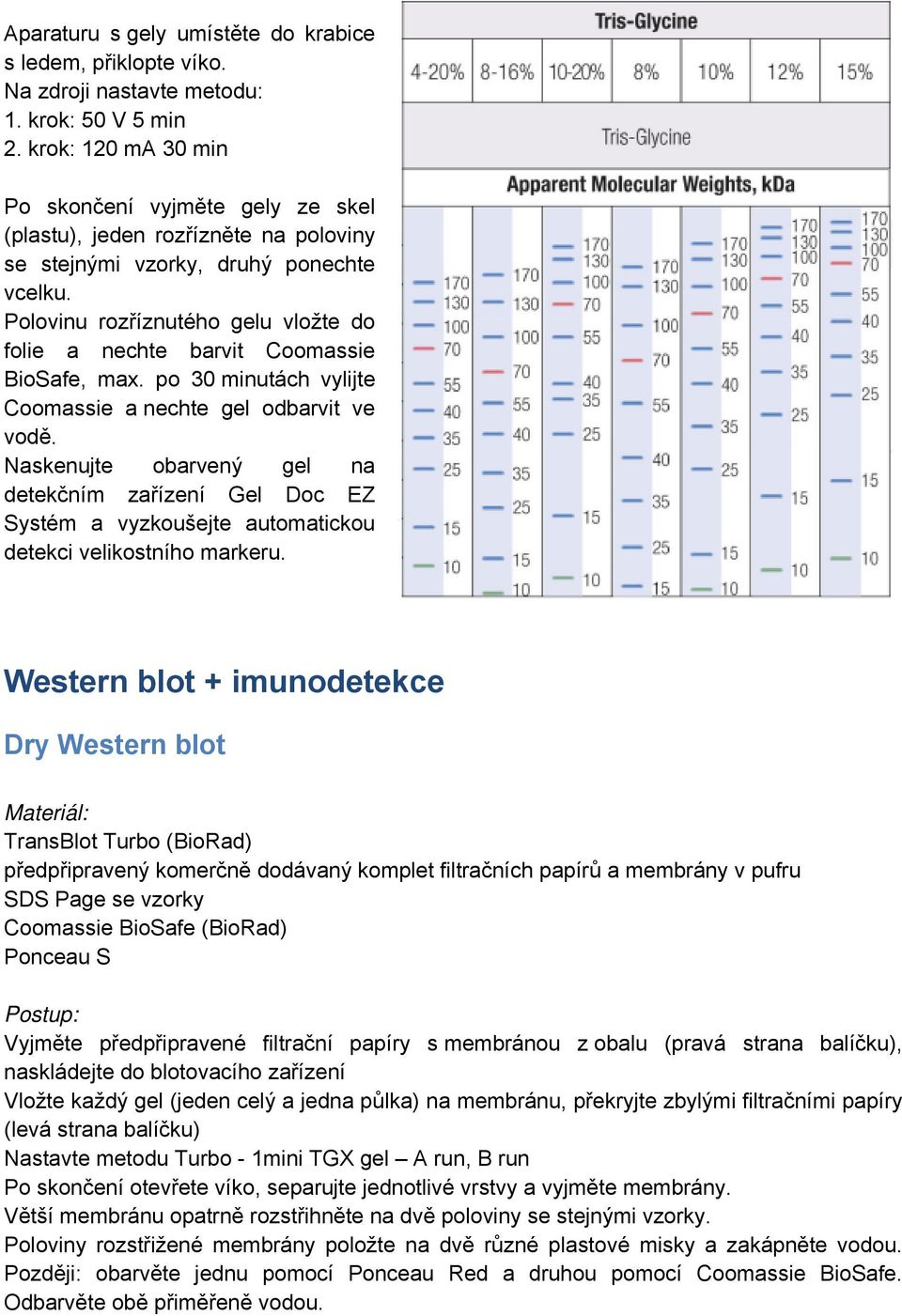 Polovinu rozříznutého gelu vložte do folie a nechte barvit Coomassie BioSafe, max. po 30 minutách vylijte Coomassie a nechte gel odbarvit ve vodě.