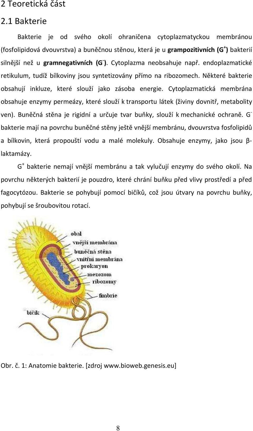 - ). Cytoplazma neobsahuje např. endoplazmatické retikulum, tudíž bílkoviny jsou syntetizovány přímo na ribozomech. Některé bakterie obsahují inkluze, které slouží jako zásoba energie.