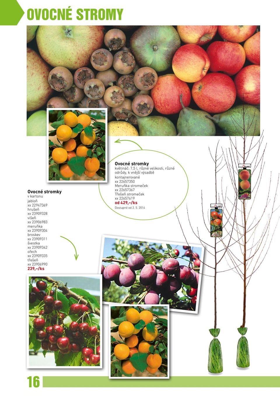 239, /ks Ovocné stromky květináč: 7,5 l, různé velikosti, různé odrůdy, k vnější výsadbě