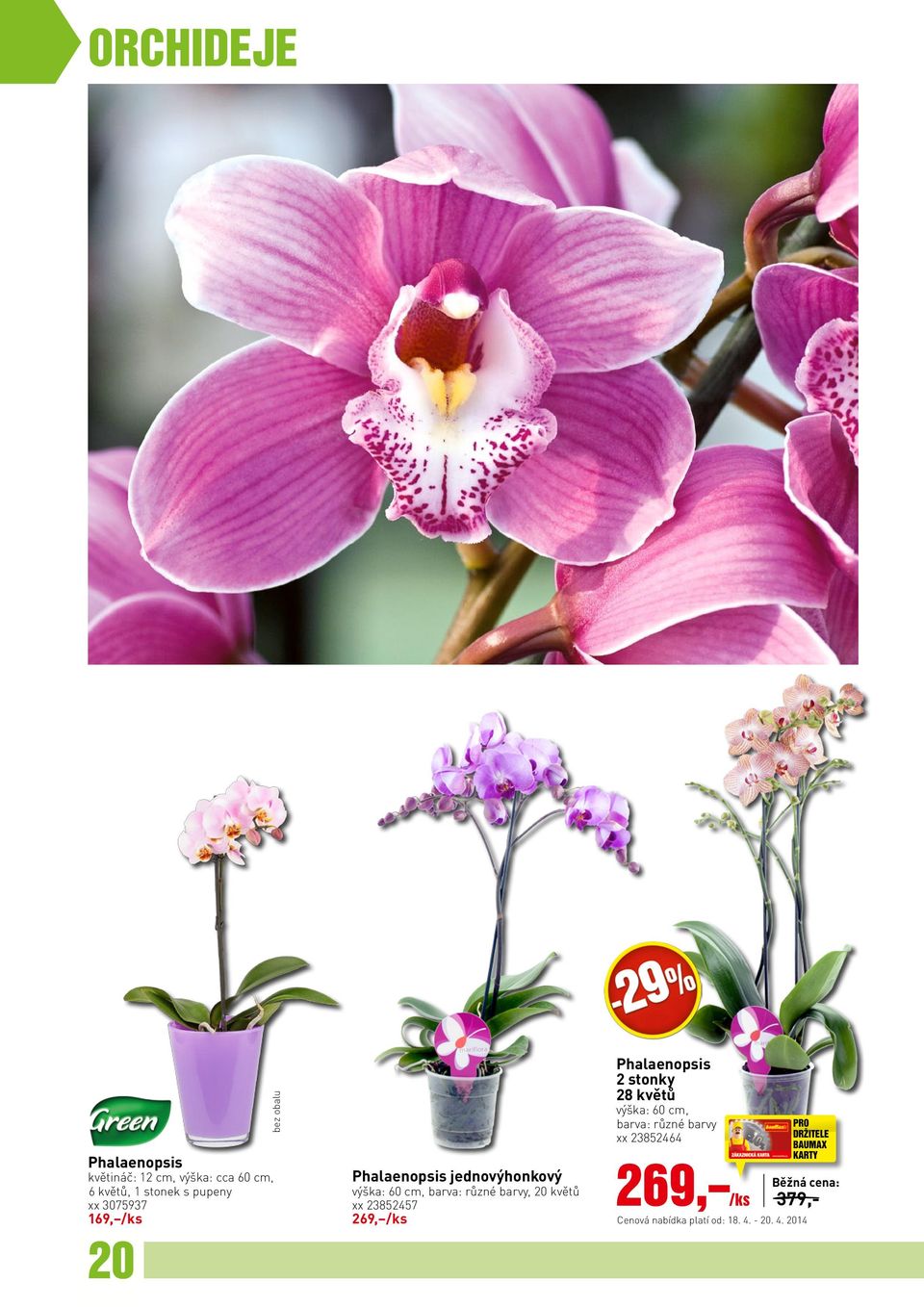 23852457 269, /ks Phalaenopsis 2 stonky 28 květů výška: 60 cm, barva: různé barvy xx 23852464