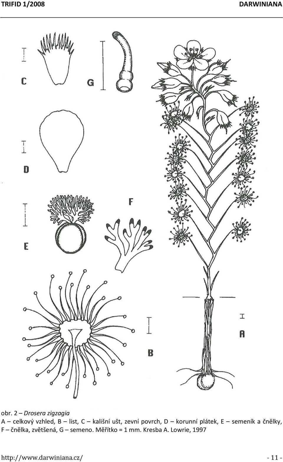 Často je sdružena s rosnatkou D. salina N. G. Marchant et Lowrie, s druhy Stylidium insensitivum Carlquist, S. pulviniforme Kenneally et Lowrie, Levenhookia leptantha Benth.