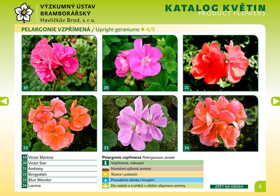 vzpřímená Pelargonium zonale Vzpřímená, robustní Humózní výživná zemina Slunce