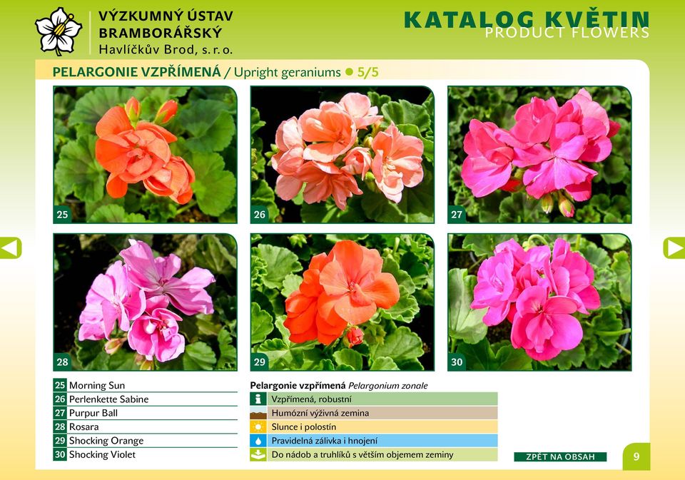 Pelargonie vzpřímená Pelargonium zonale Vzpřímená, robustní Humózní výživná zemina