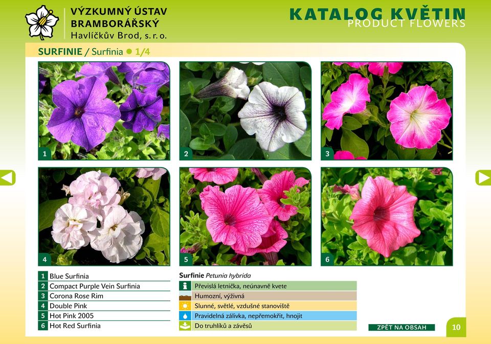 Surfinie Petunia hybrida Převislá letnička, neúnavně kvete Humozní, výživná