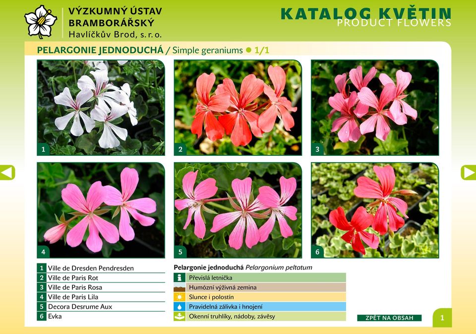 Desrume Aux 6 Evka Pelargonie jednoduchá Pelargonium peltatum Převislá letnička