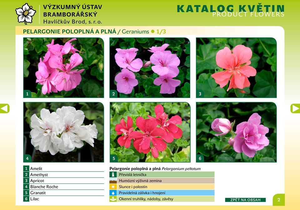 poloplná a plná Pelargonium peltatum Převislá letnička Humózní výživná