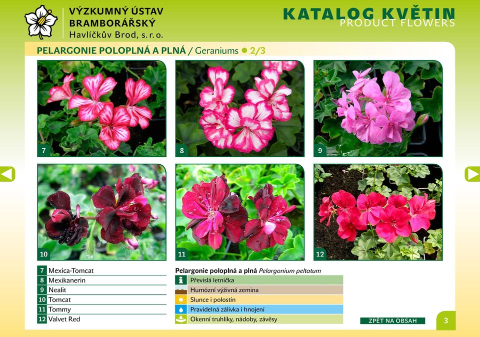 poloplná a plná Pelargonium peltatum Převislá letnička Humózní výživná