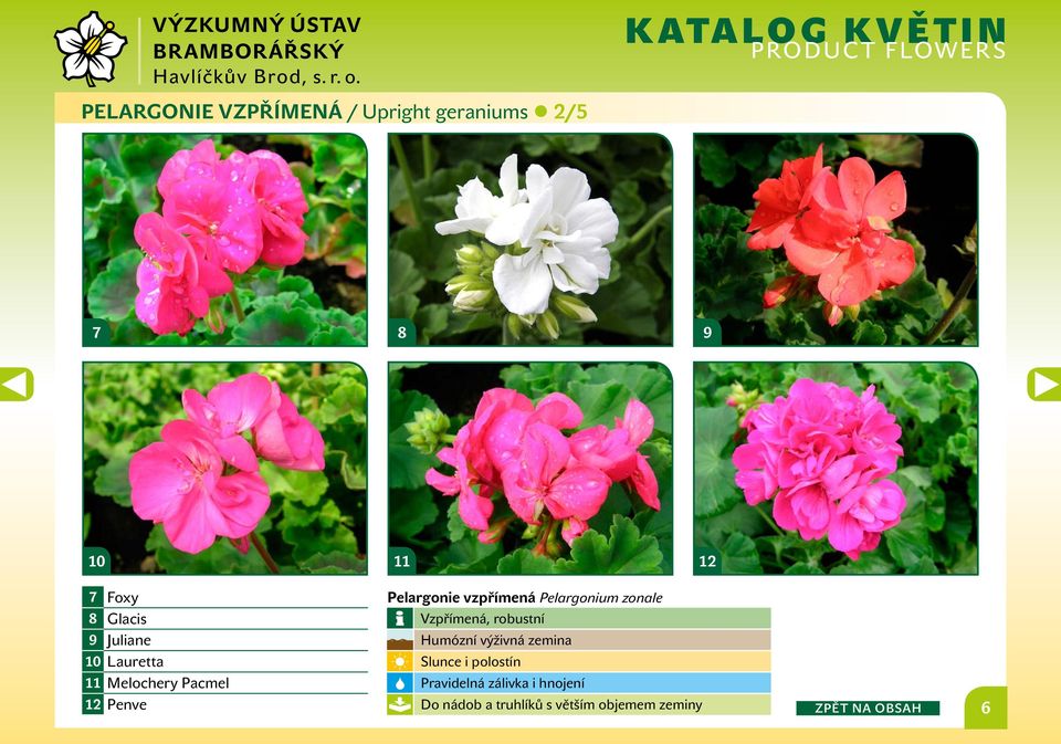Pelargonium zonale Vzpřímená, robustní Humózní výživná zemina Slunce i