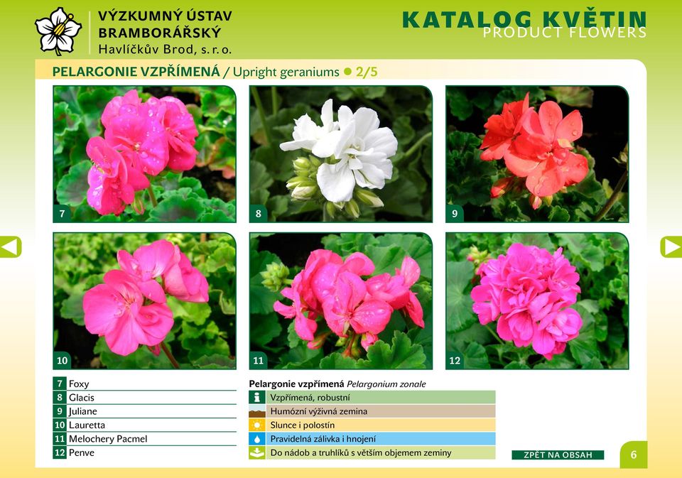 Pelargonium zonale Vzpřímená, robustní Humózní výživná zemina Slunce i