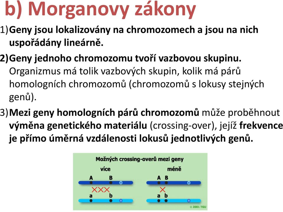Organizmus má tolik vazbových skupin, kolik má párů homologních chromozomů (chromozomů s lokusy stejných