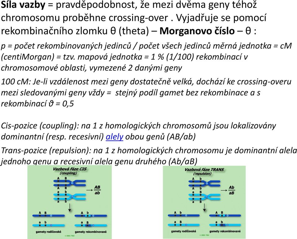 mapová jednotka = 1 % (1/100) rekombinací v chromosomové oblasti, vymezené 2 danými geny 100 cm: Je-li vzdálenost mezi geny dostatečně velká, dochází ke crossing-overu mezi sledovanými geny