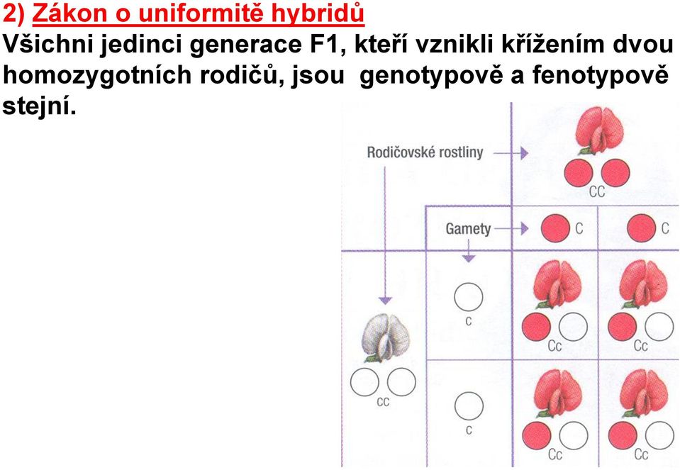 vznikli křížením dvou homozygotních