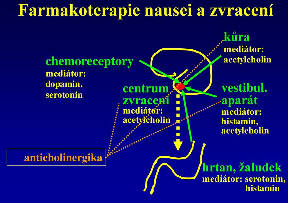 acetylcholin kůra mediátor: acetylcholin vestibul.