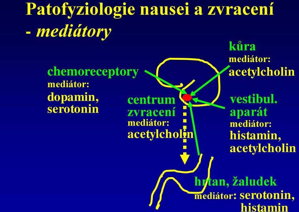 acetylcholin kůra mediátor: acetylcholin vestibul.