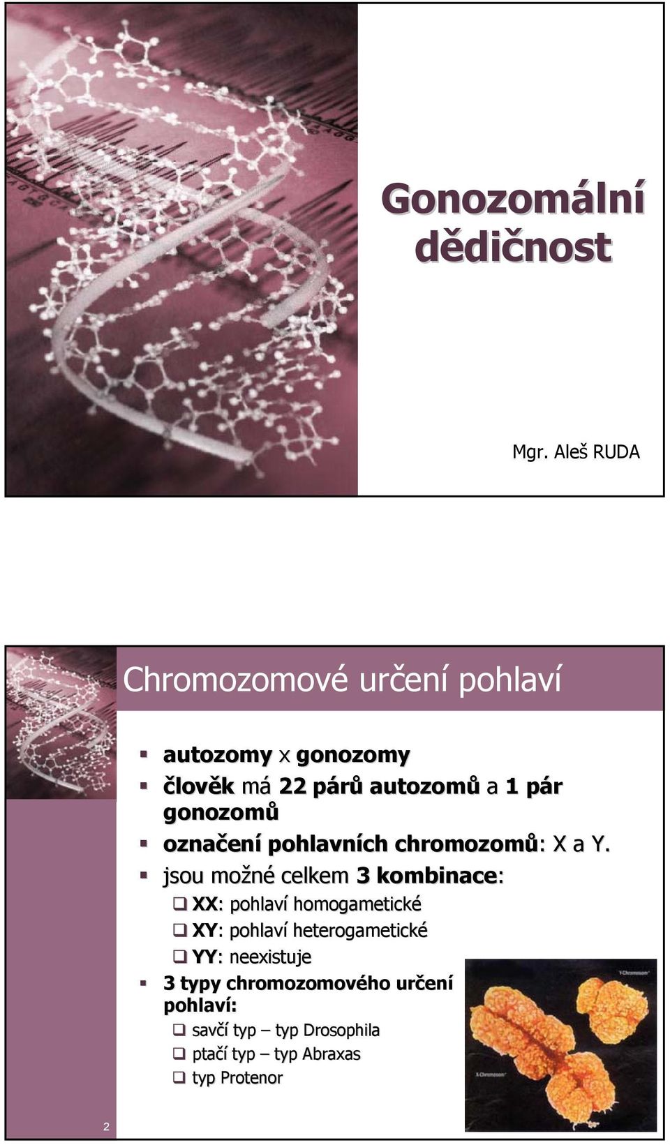 gonozomů označen ení pohlavních chromozomů: : X a Y.