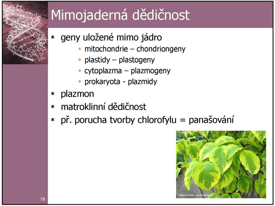 cytoplazma plazmogeny prokaryota - plazmidy plazmon
