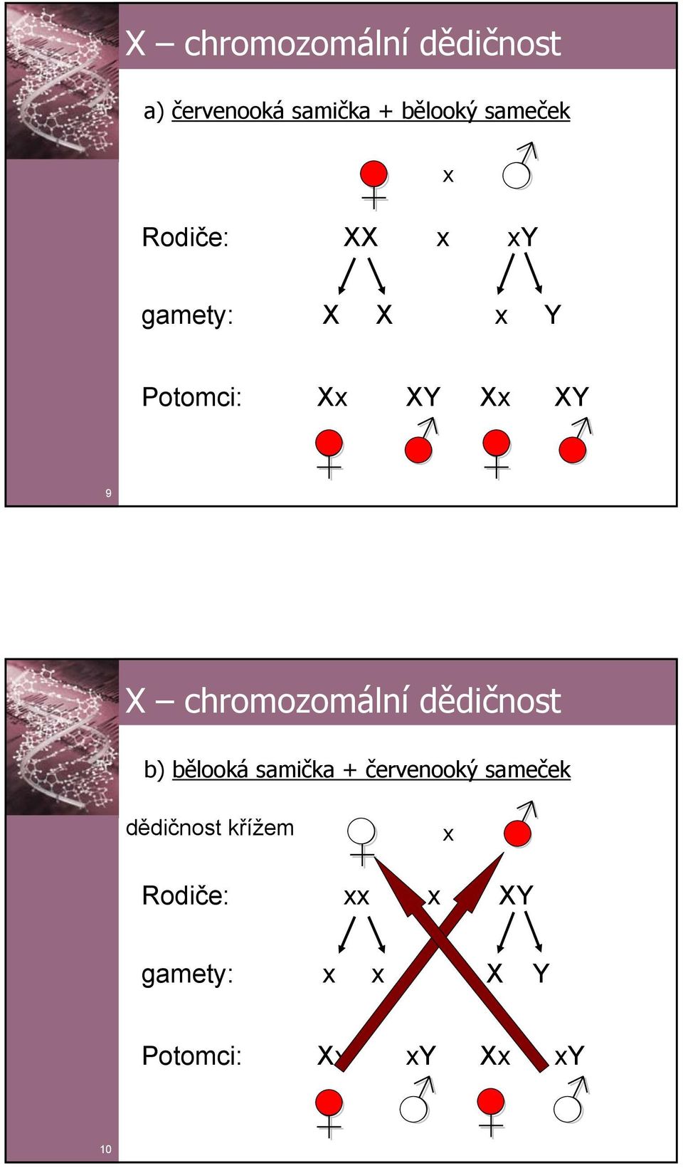 chromozomální dědičnost b) bělooká samička + červenooký