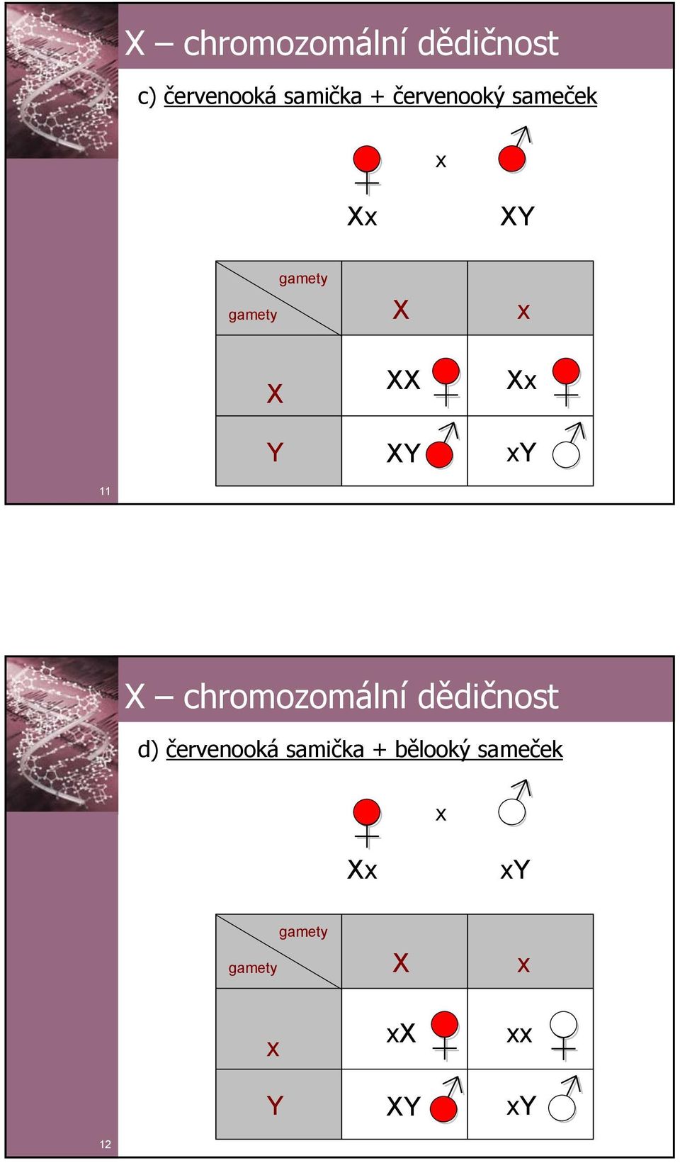 11 X chromozomální dědičnost d) červenooká