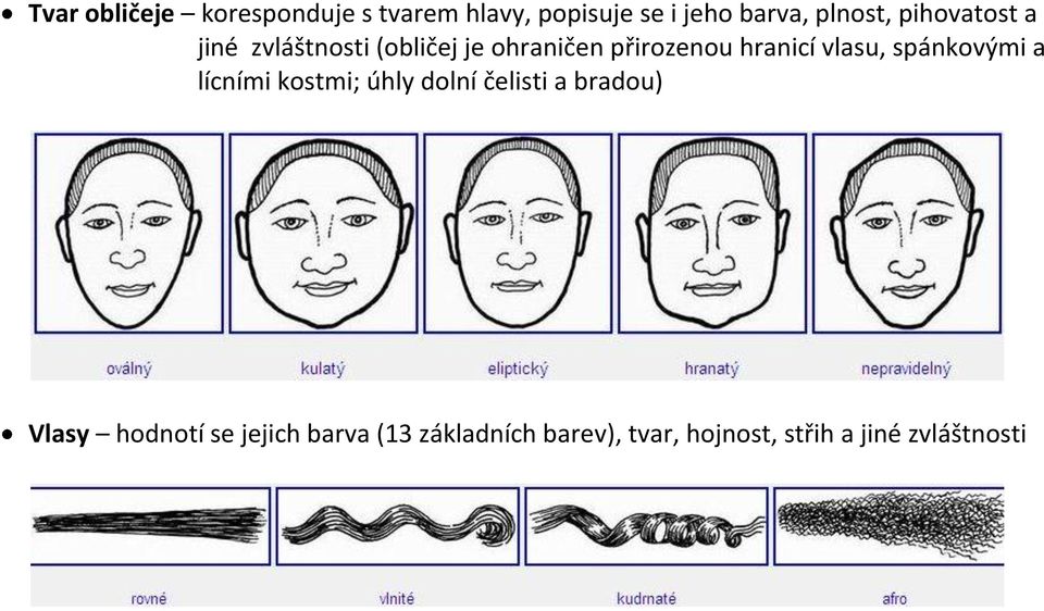 vlasu, spánkovými a lícními kostmi; úhly dolní čelisti a bradou) Vlasy