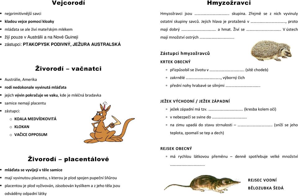 . Zástupci hmyzožravců Živorodí vačnatci Austrálie, Amerika rodí nedokonale vyvinutá mláďata jejich vývin pokračuje ve vaku, kde je mléčná bradavka samice nemají placentu zástupci: o KOALA