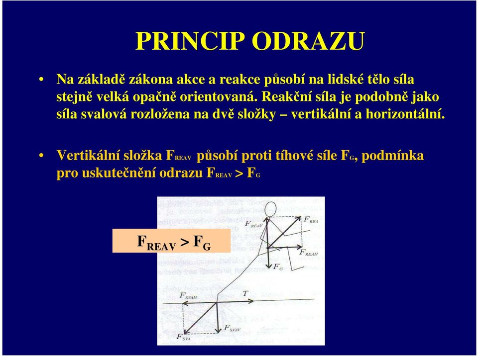 Reakční síla je podobně jako síla svalová rozložena na dvě složky vertikální