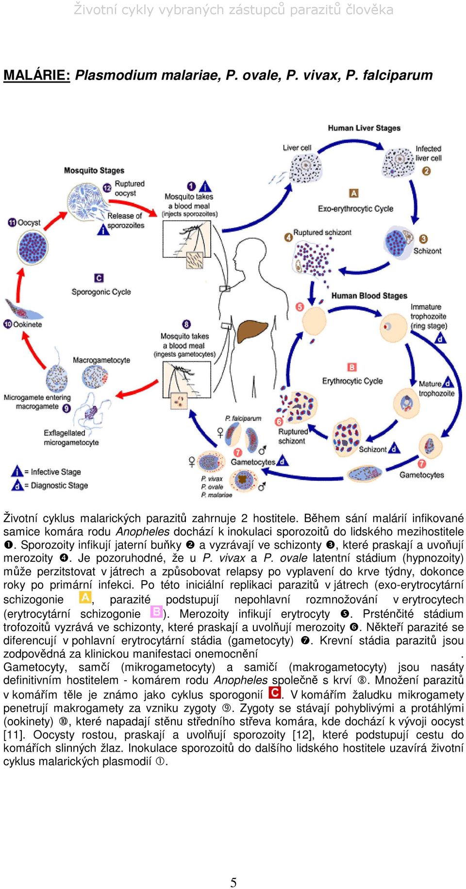 Sporozoity infikují jaterní buky a vyzrávají ve schizonty, které praskají a uvoují merozoity. Je pozoruhodné, že u P. vivax a P.