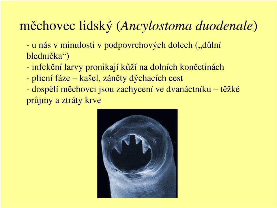 kůží na dolních končetinách - plicní fáze kašel, záněty dýchacích