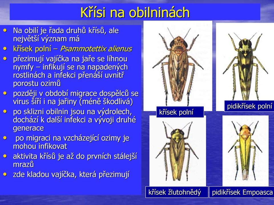 (méně škodlivá) po sklizni obilnin jsou na výdrolech, dochází k další infekci a vývoji druhé generace po migraci na vzcházející ozimy je mohou