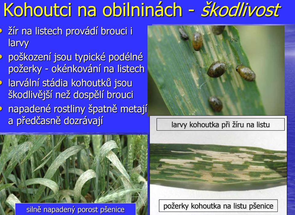 škodlivější než dospělí brouci napadené rostliny špatně metají a předčasně dozrávají