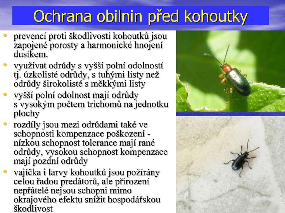 úzkolisté odrůdy, s tuhými listy než odrůdy širokolisté s měkkými listy vyšší polní odolnost mají odrůdy s vysokým počtem trichomů na jednotku plochy