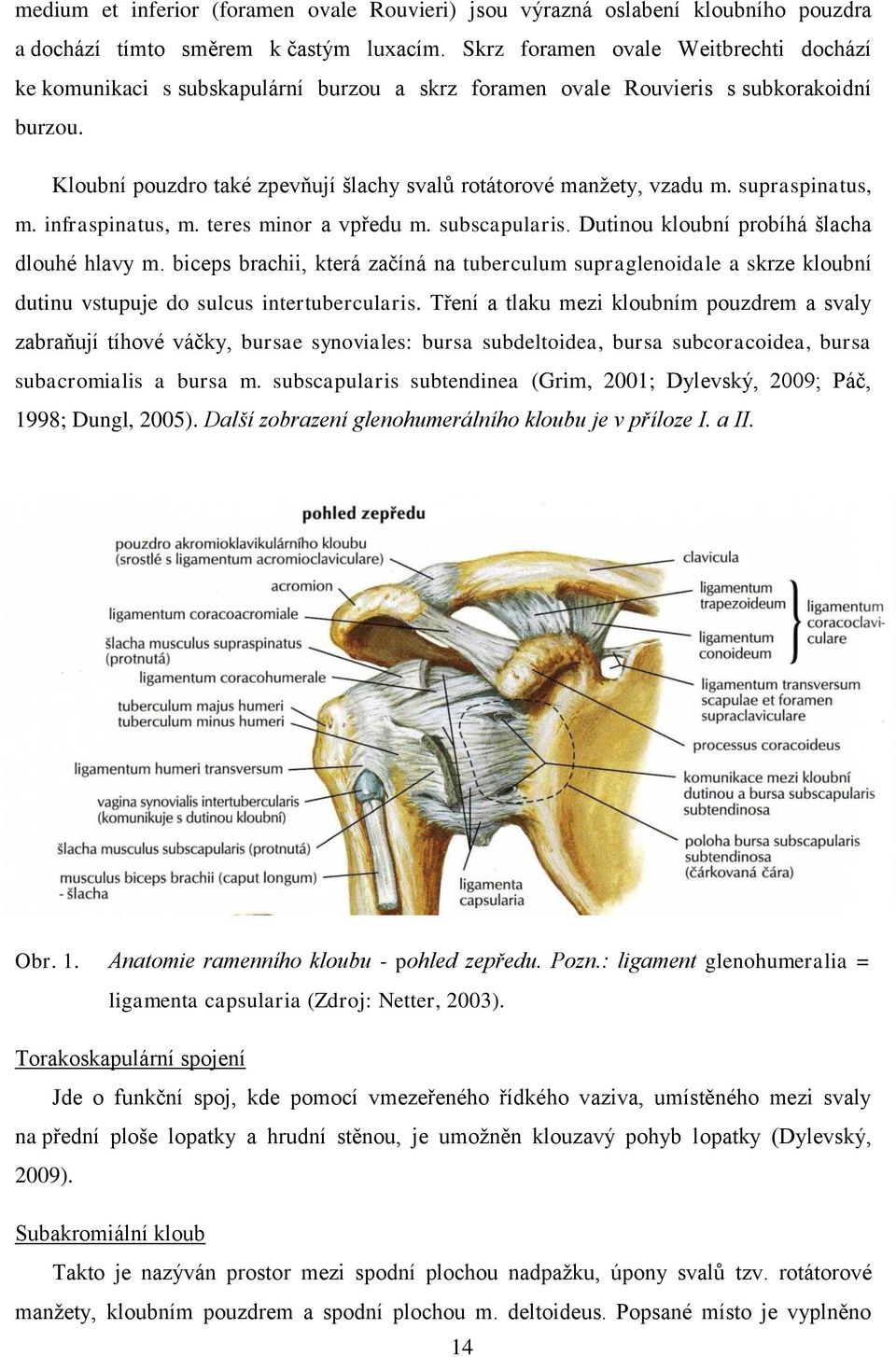 Kloubní pouzdro také zpevňují šlachy svalů rotátorové manžety, vzadu m. supraspinatus, m. infraspinatus, m. teres minor a vpředu m. subscapularis. Dutinou kloubní probíhá šlacha dlouhé hlavy m.