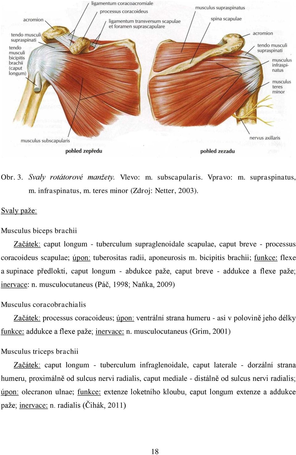 bicipitis brachii; funkce: flexe a supinace předloktí, caput longum - abdukce paže, caput breve - addukce a flexe paže; inervace: n.