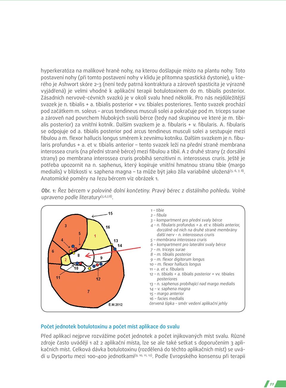 vhodné k aplikační terapii botulotoxinem do m. tibialis posterior. Zásadních nervově-cévních svazků je v okolí svalu hned několik. Pro nás nejdůležitější svazek je n. tibialis + a.