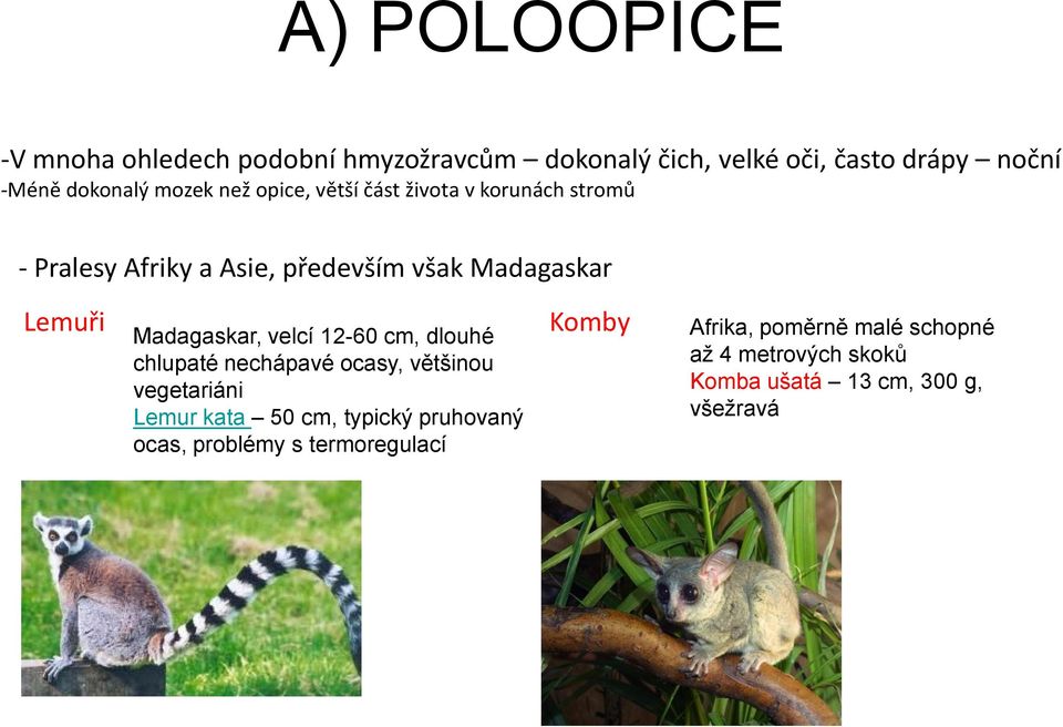 Madagaskar, velcí 12-60 cm, dlouhé chlupaté nechápavé ocasy, většinou vegetariáni Lemur kata 50 cm, typický