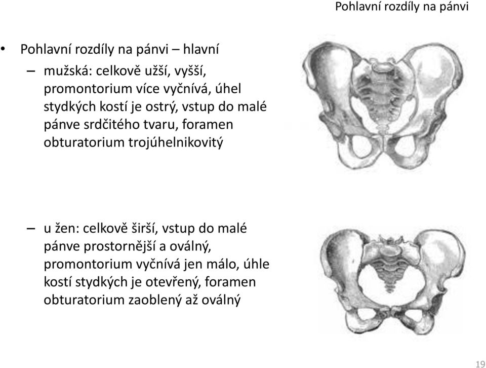foramen obturatorium trojúhelnikovitý u žen: celkově širší, vstup do malé pánve prostornější a