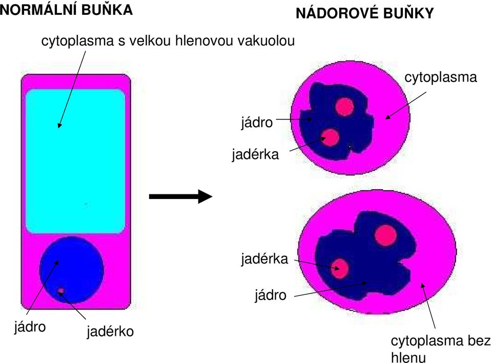 vakuolou cytoplasma jádro jadérka