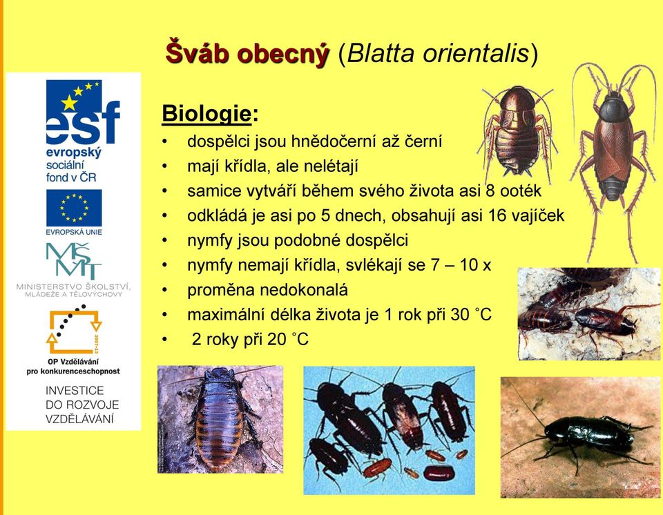 5 dnech, obsahují asi 16 vajíček nymfy jsou podobné dospělci nymfy nemají křídla,