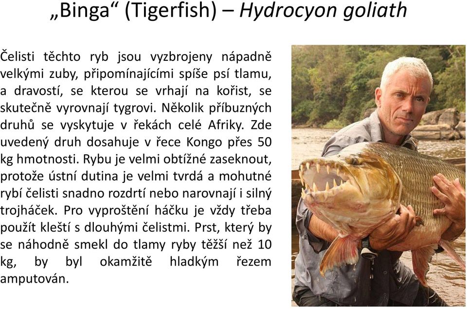 Zde uvedený druh dosahuje v řece Kongo přes 50 kg hmotnosti.