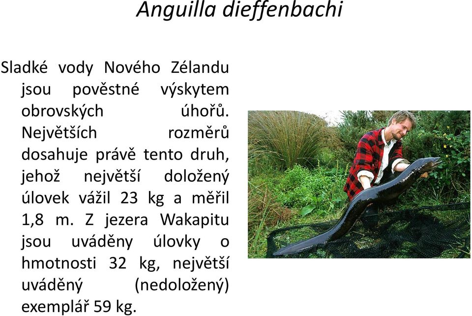 Největších rozměrů dosahuje právě tento druh, jehož největší doložený