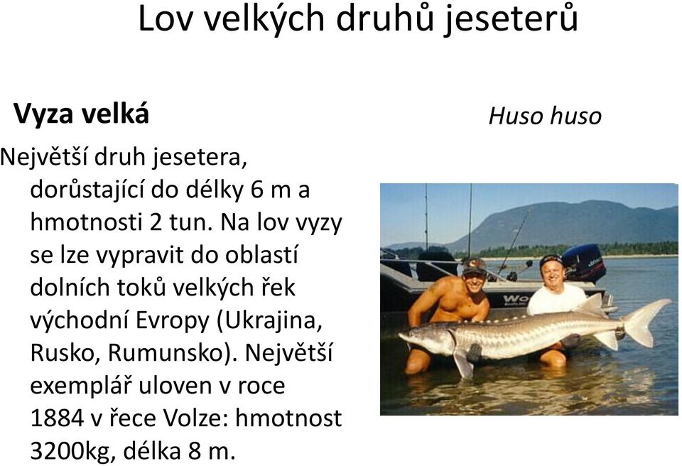 Na lov vyzy se lze vypravit do oblastí dolních toků velkých řek východní