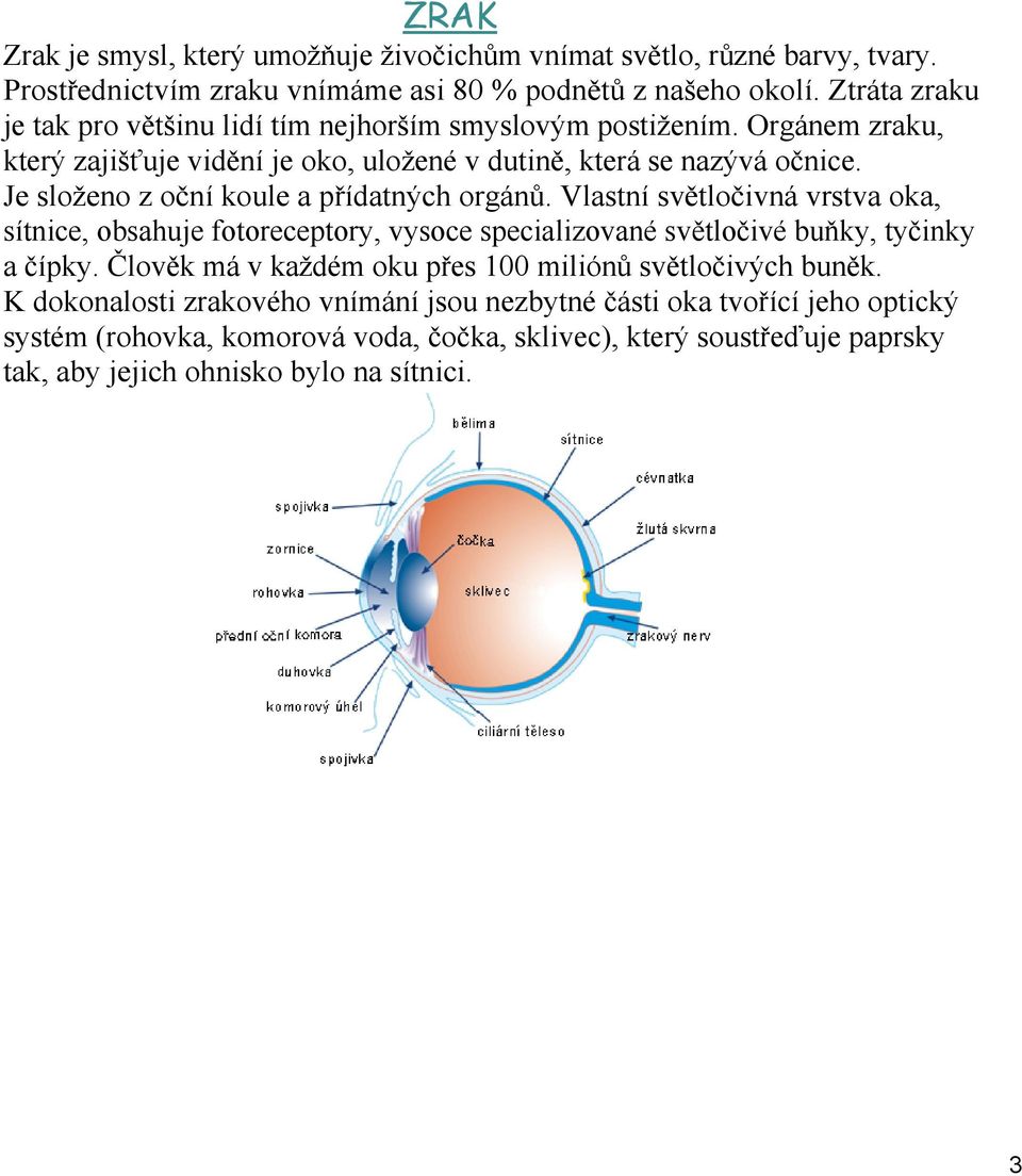 Je složeno z oční koule a přídatných orgánů. Vlastní světločivná vrstva oka, sítnice, obsahuje fotoreceptory, vysoce specializované světločivé buňky, tyčinky a čípky.